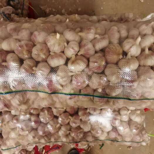 杞县杞县新鲜大蒜批发源头直供品质保证