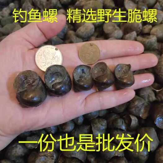 仙桃市钓鱼螺脆螺幼螺打窝螺   规格五角硬币大小，一元硬币大小