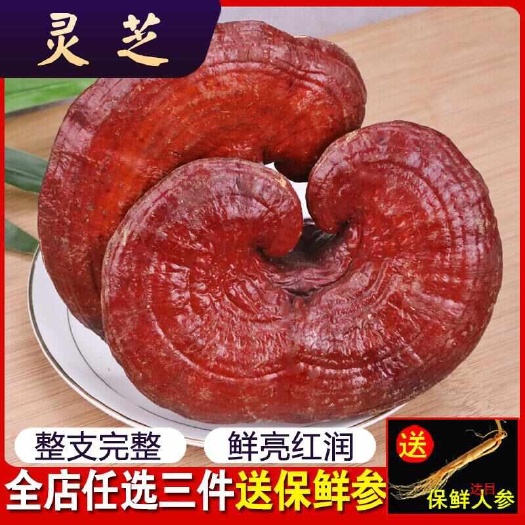 亳州灵芝片！灵芝个子，各种规格！切片！！批发零售！