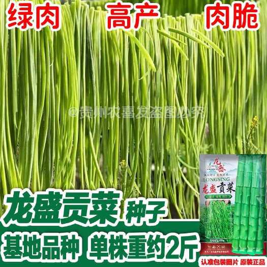 凯里市龙盛基地贡菜种子 贡菜种子山蜇菜种子响菜种子一米青贡菜种