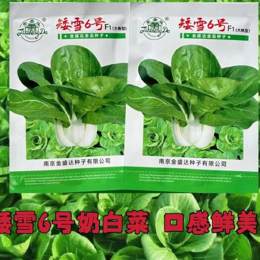 沭阳县矮雪6号白梗菜奶油小白抗病高产口感鲜美绿叶青菜种子四季播