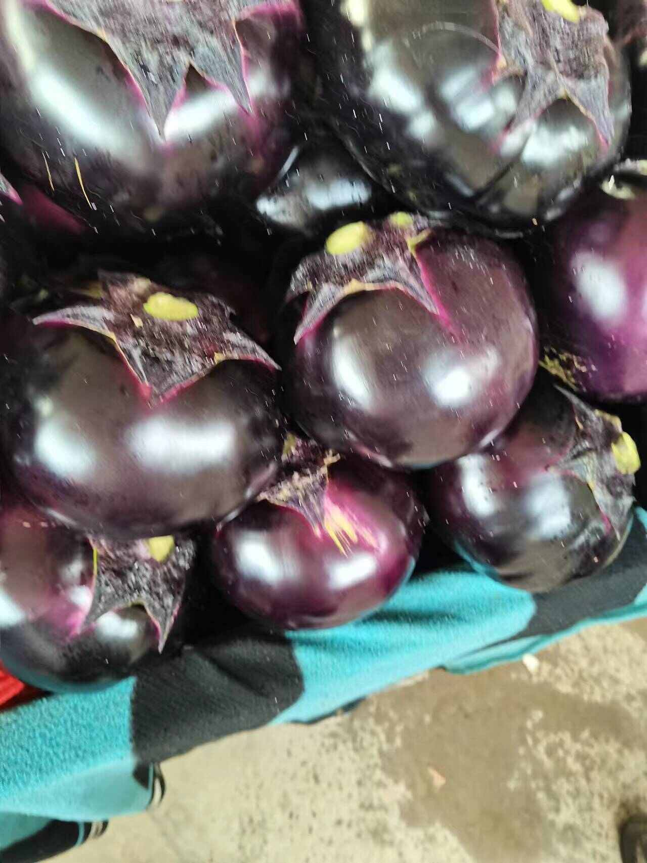 茄子基地常年有货，货源充足，质量好，价格便宜，有的老板联系我