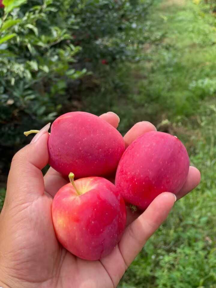 新疆伊犁香妃海棠果,新货上市了,大量批发落地配一件代发包邮 新疆伊犁香妃海棠果,新货上市了,大量批发落地配一件代发包邮