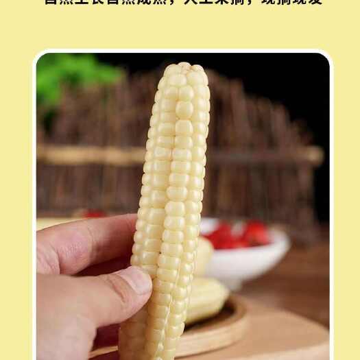 景洪市云南西双版纳拇指玉米糯玉米