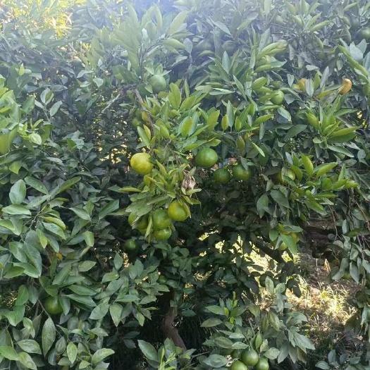 潍坊湖北高山蜜橘质量保证
