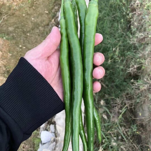 东方市顺直美线椒种子，产量高品质好，果形一致性卖相好，硬度强