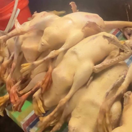 东北散养白条鹅