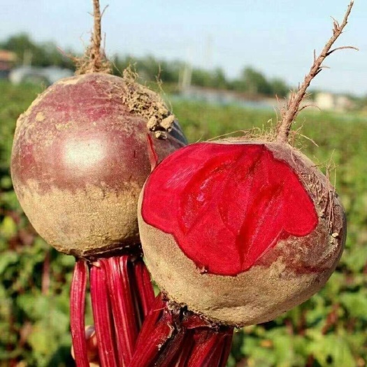 民勤县甜菜头