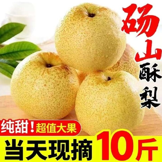 赵县砀山酥梨百年老梨树梨子新鲜黄皮酥梨大果现摘梨子砀山梨产地直发