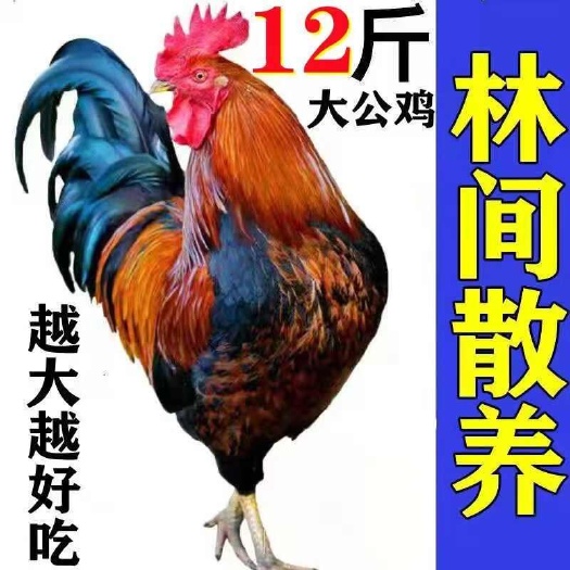 【散养两年老公鸡】农村土鸡大公鸡现杀老母鸡新鲜鸡肉整只