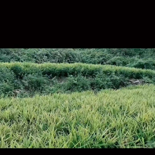 盘州市生姜