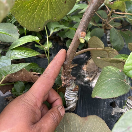 永顺县金红猕猴桃苗