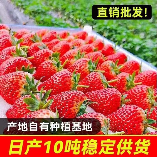 会泽县云南夏季商用新鲜草莓 蛋糕烘焙奶茶糖葫芦 现摘现发一整箱包邮