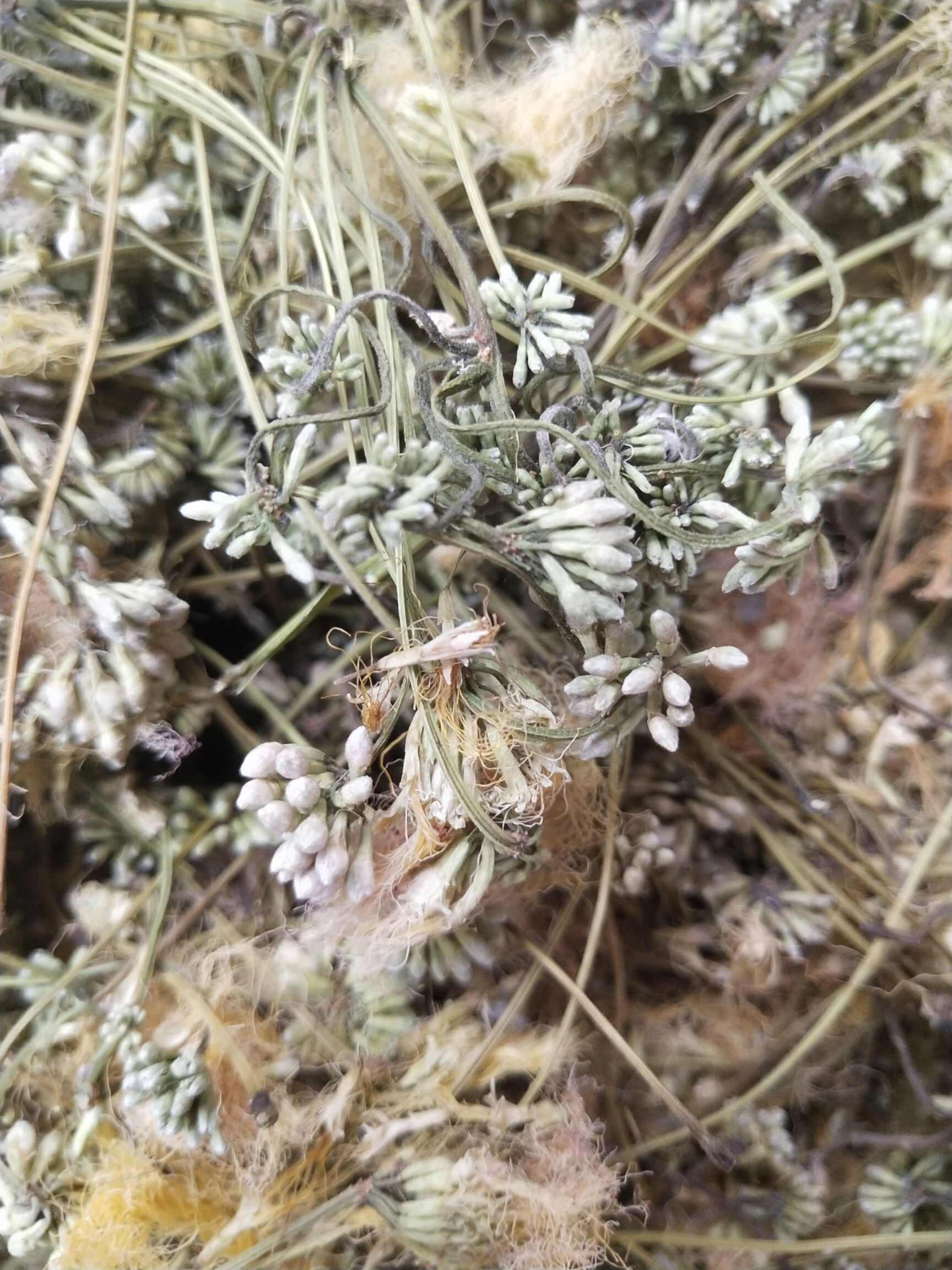 合欢花 中药材 合欢花米