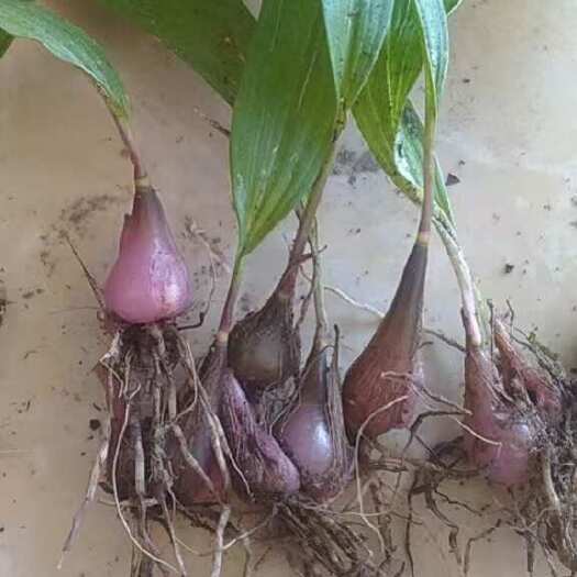 咸宁毛慈菇