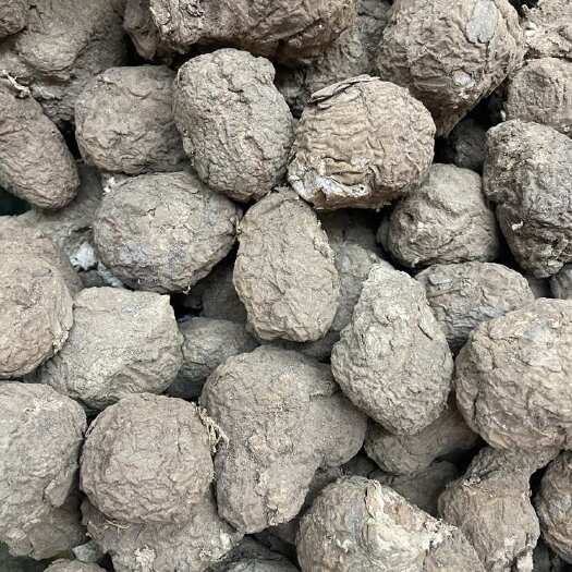 云南白茯苓小个茯苓干茯苓小个晒干茯苓个大货批发茯苓个子干茯苓