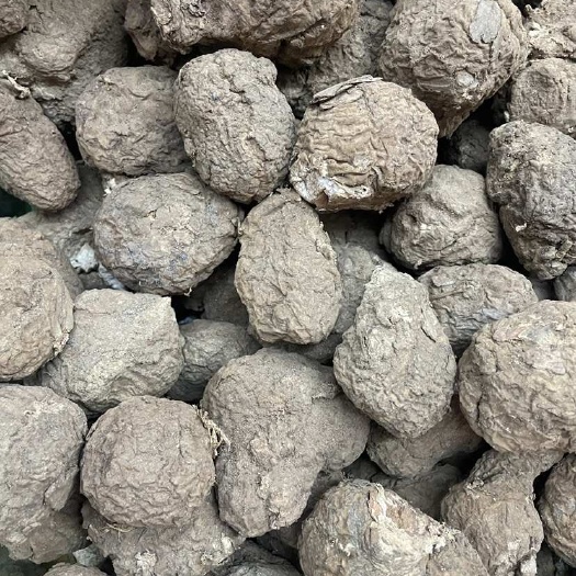 昆明云南白茯苓小个茯苓干茯苓小个晒干茯苓个大货批发茯苓个子干茯苓
