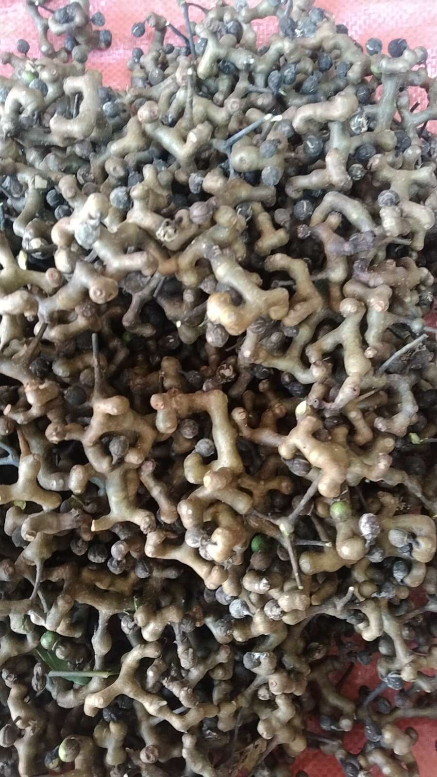 拐枣 万寿果 5斤包邮今年新货