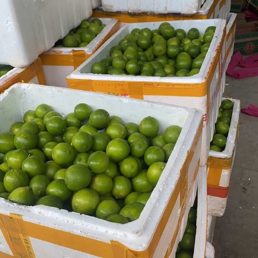 长沙泰国柠檬塔西提   香水柠檬  有电商果