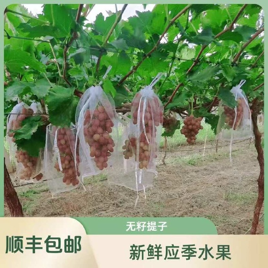 临猗县【顺丰包邮】中国红玫瑰整串葡萄无籽提子应季新鲜水果新品种
