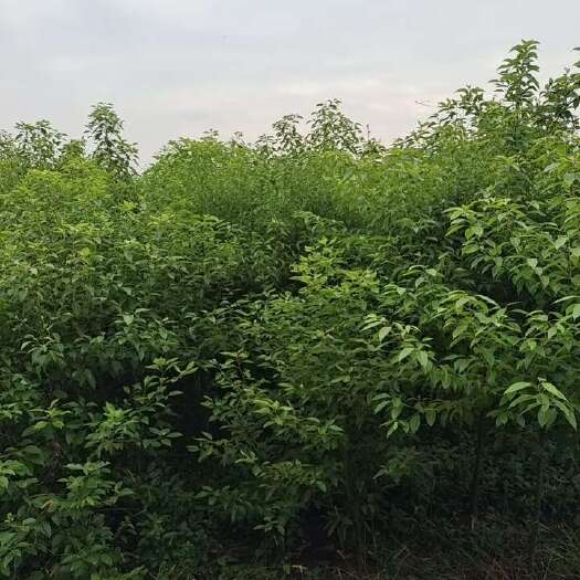 樟树市香樟苗