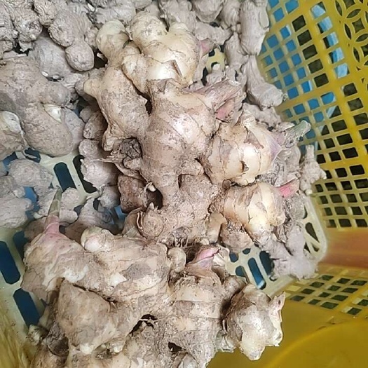 德保县生姜