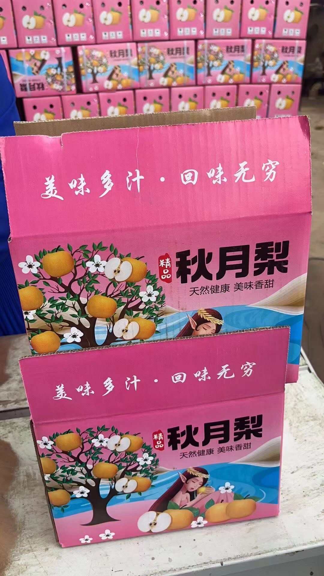 礼盒香梨 礼盒秋月梨 大量现货供应 保质保量