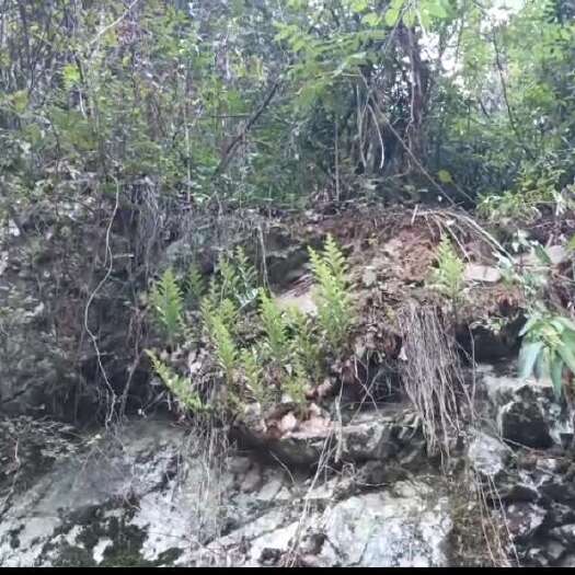 龙山县湘西大山骨碎补，每天进山找寻