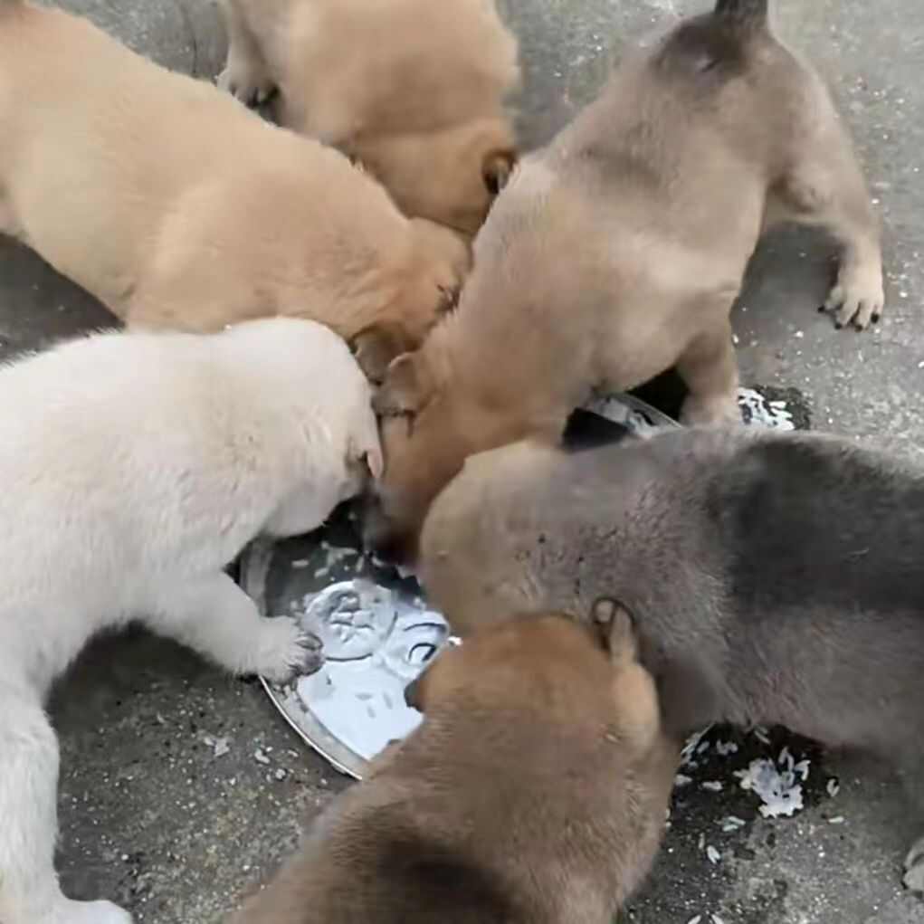 土狗幼犬本地家狗农村看家护院中华田园犬领养小狗崽 大型黄狗苗