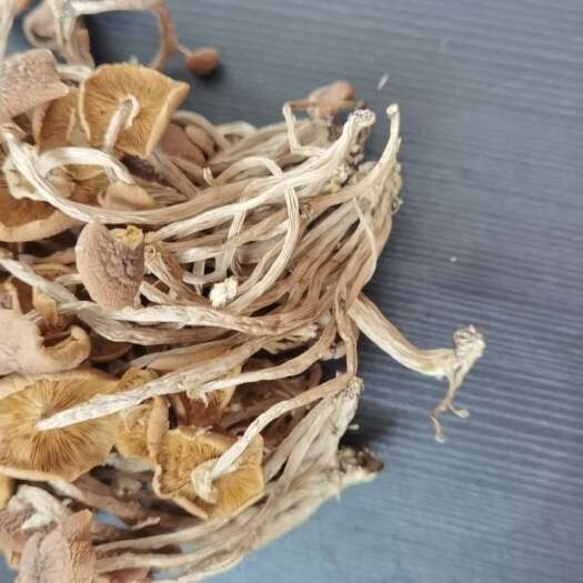 广昌县开伞茶树菇，江西茶树菇，排箱茶树菇