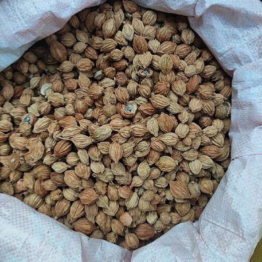 贞丰县香砂仁