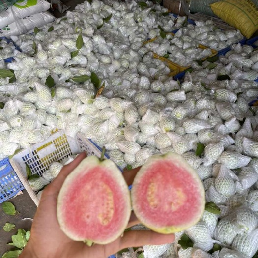北流市好品质红心番石榴