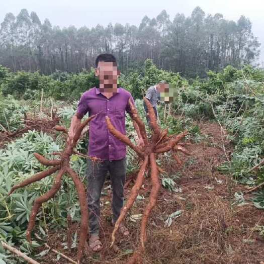 玉林华南九黄肉木薯下单现挖