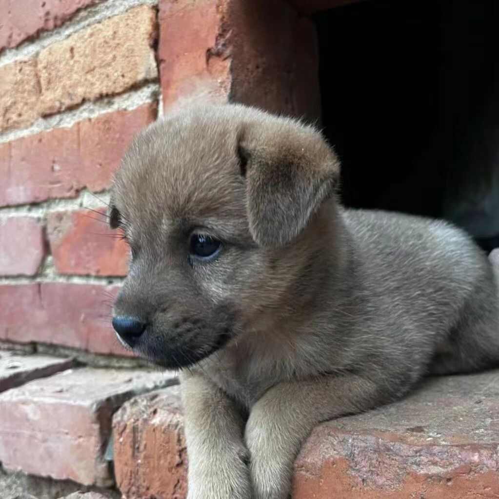 土狗幼犬本地家狗农村看家护院中华田园犬领养小狗崽 大型黄狗苗