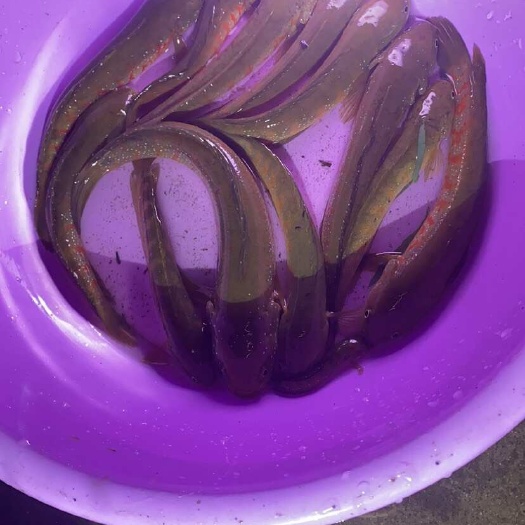 灵山县可以做观赏鱼