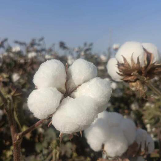 阿拉尔市新疆皮棉
