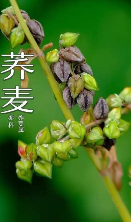 海原县今天新货苦荞，大量有货，有需求着随时打扰