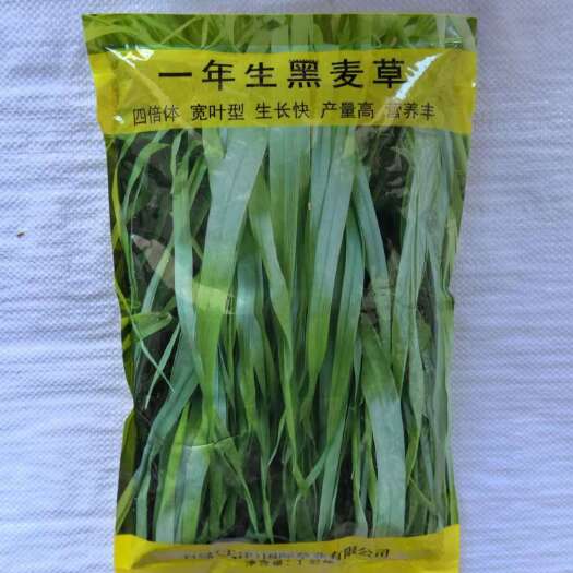 长沙黑麦草种子  四倍体宽叶型高产黑麦草一年生牛羊鸡鸭鹅鱼兔