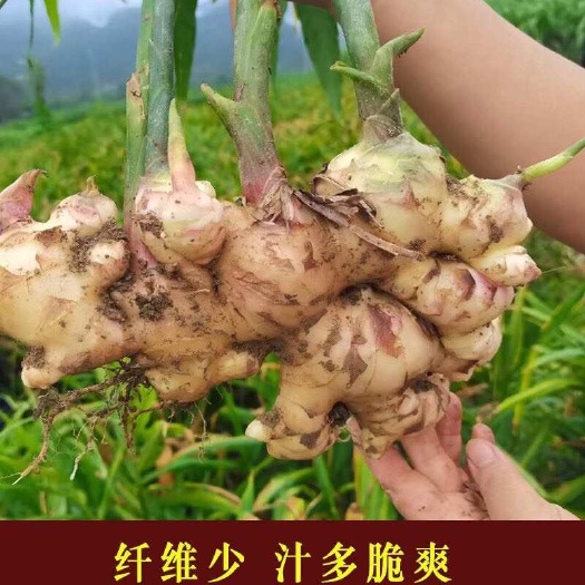 新鲜嫩姜大肉姜生姜广西食用生姜月子姜大姜黄姜现挖