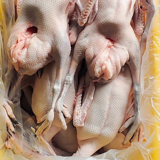 佛山清远黑棕棚鹅，养足100天，肉质鲜美，烧腊产品。
