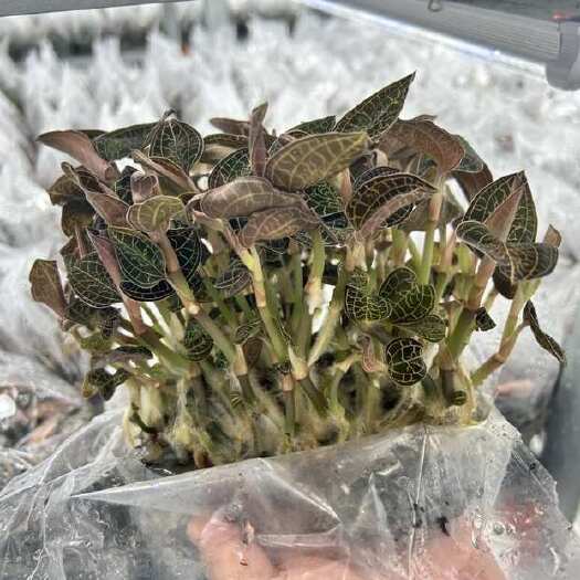 南靖县厂家直销、种植专用金线莲袋苗（大圆叶）