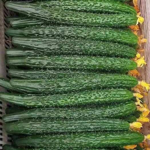 莘县黄瓜鲜花精品货 一级 二级大量有货