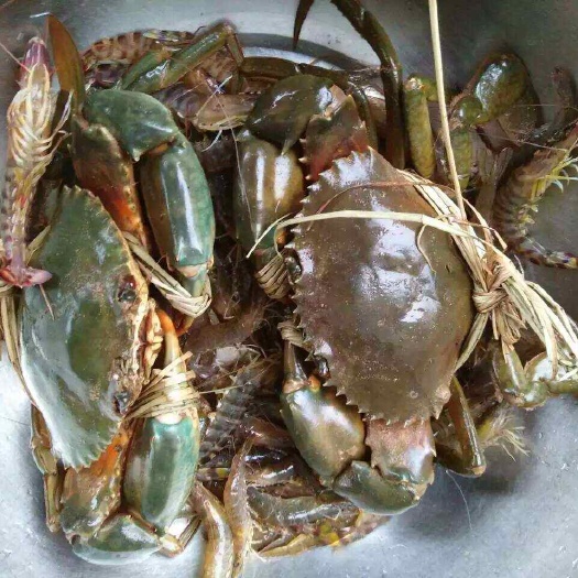 湛江青蟹公蟹肉蟹