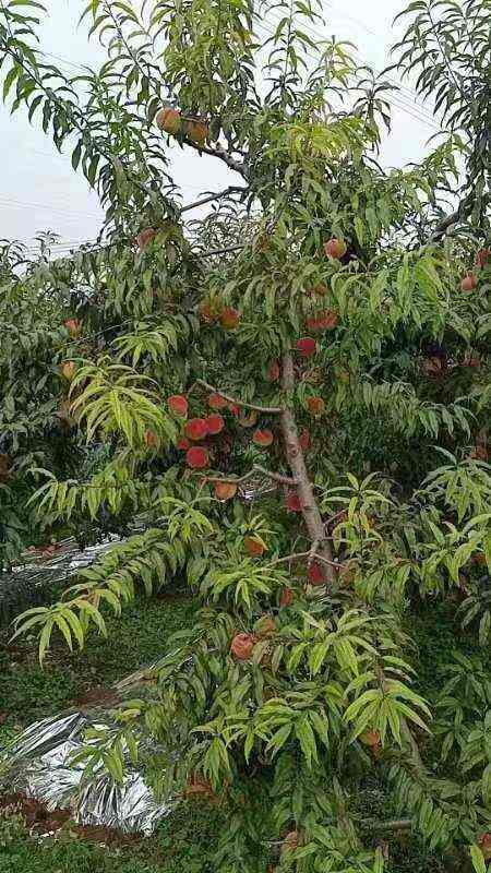 中华寿桃，在这个季节能吃到桃子，人生一大幸事