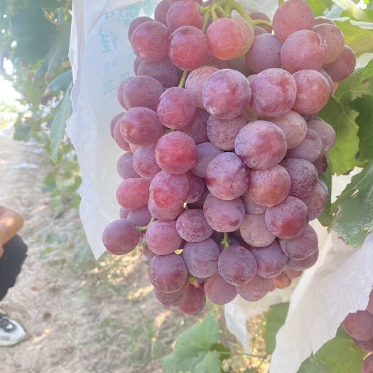 渭南精品红提大量出货中