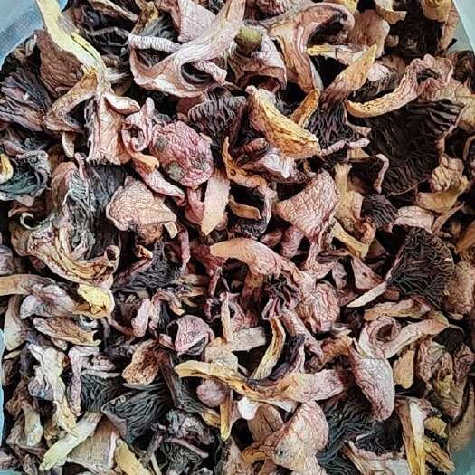 扎魯特旗松樹(shù)傘