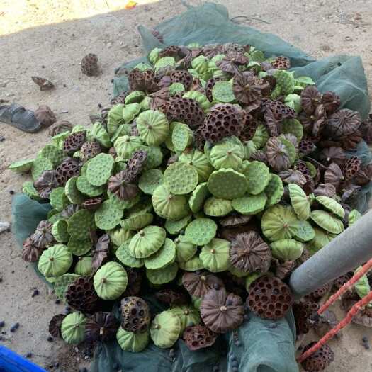 余干县太空36号红花铁莲子大量批发