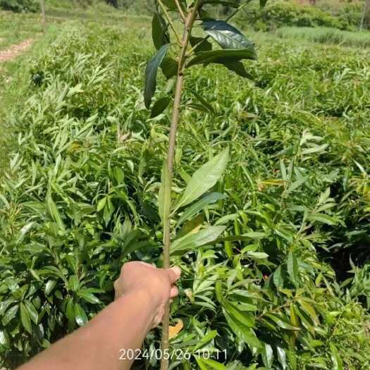 木荷杯苗，木荷小苗