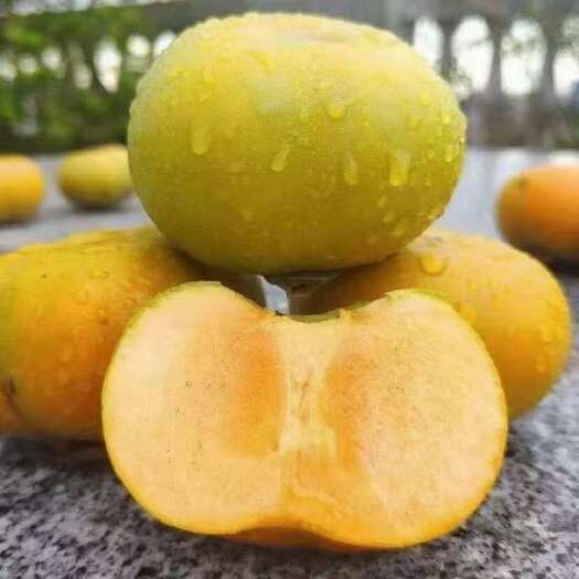 恭城县Gongcheng persimmon