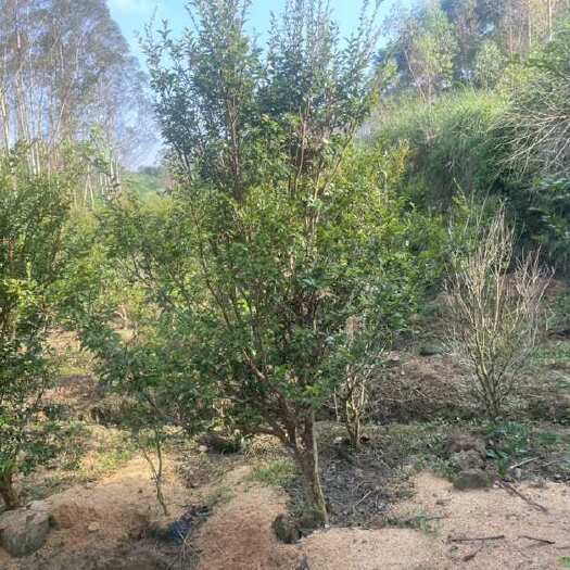 灵山县嘉宝果树苗「树葡萄苗」